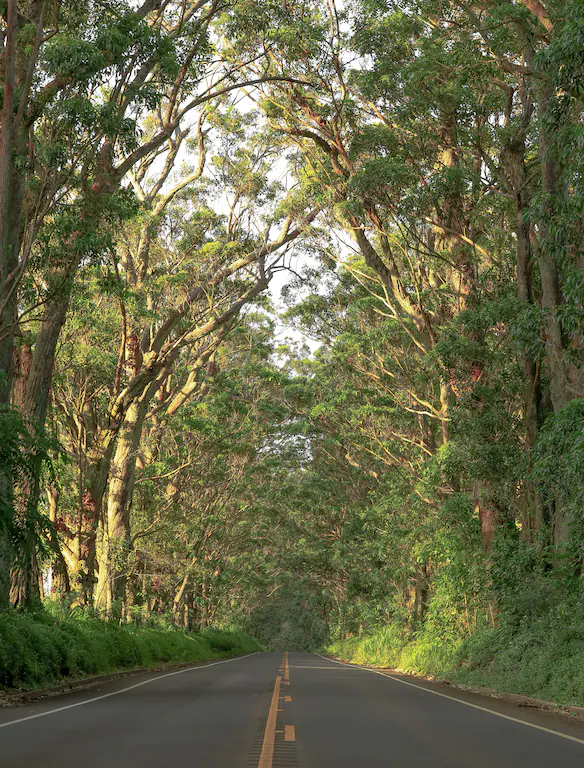 Tree Tunnel: The iconic approach toward Koloa and Poipu