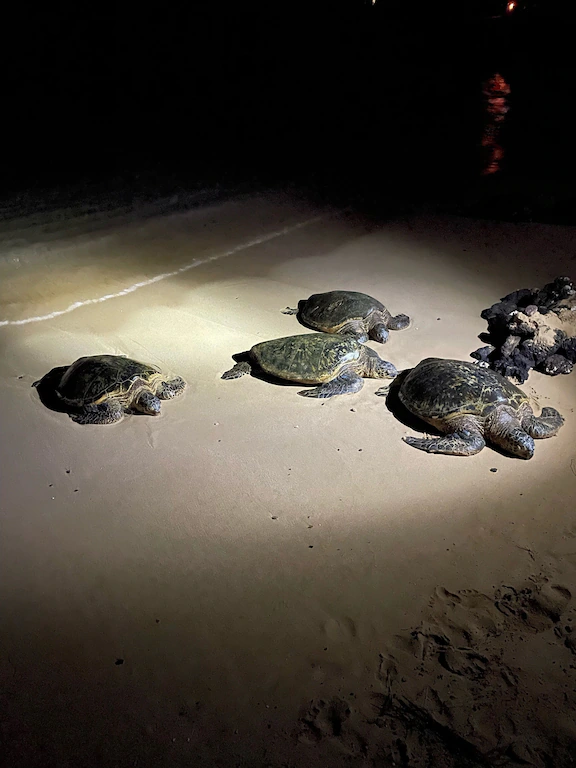 Poipu turtles: Evening turtle sightings are part of the local magic